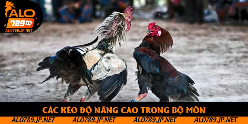 Đá Gà Cựa Dao Trực Tiếp: Cơ Hội Để Bạn Thu Lợi Nhuận Hấp Dẫn 4 Các kèo độ nâng cao trong bộ môn