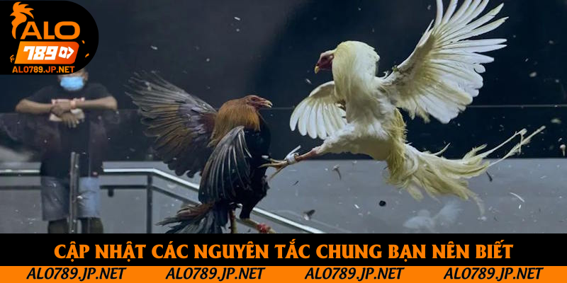 Đá Gà Cựa Dao Trực Tiếp: Cơ Hội Để Bạn Thu Lợi Nhuận Hấp Dẫn 3 Cập nhật các nguyên tắc chung bạn nên biết