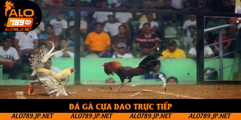 Đá Gà Cựa Dao Trực Tiếp: Cơ Hội Để Bạn Thu Lợi Nhuận Hấp Dẫn 1 Đá Gà Cựa Dao Trực Tiếp: Sản Phẩm Nổi Bật Tại Alo789